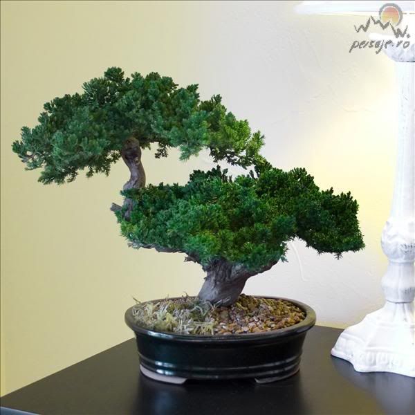 bonsai_191_L.jpg