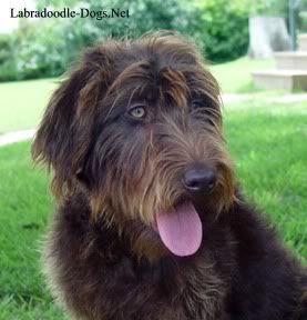 Labradoodle.jpg