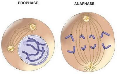 ADN003.jpg